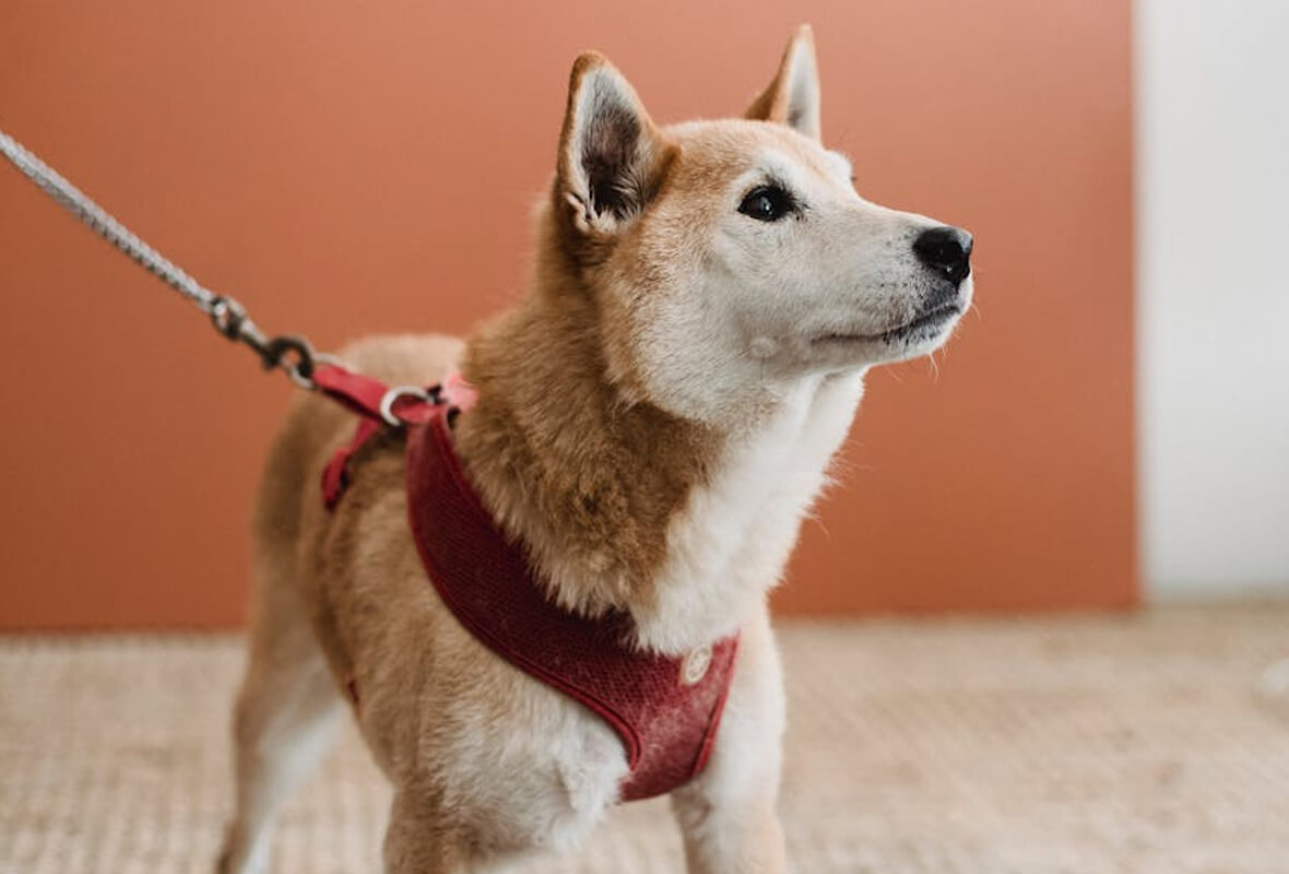 Mutlu Bir Pet İçin Bakım İpuçları