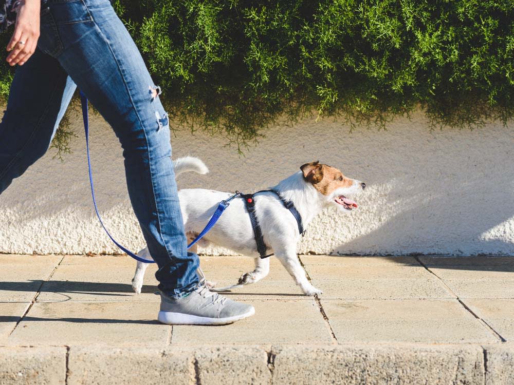 Köpeklerde Düzenli Egzersizin Önemi